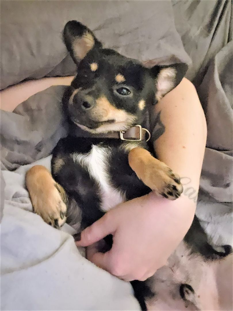 Enlarge Radar, a Adopted mixed breed in Bradenton, FL image 5/6