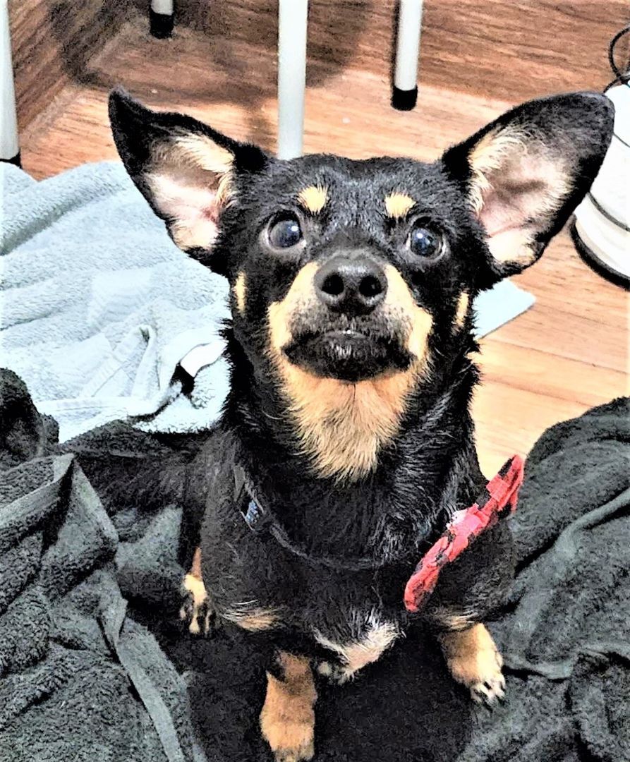 Enlarge Radar, a Adopted mixed breed in Bradenton, FL image 6/6