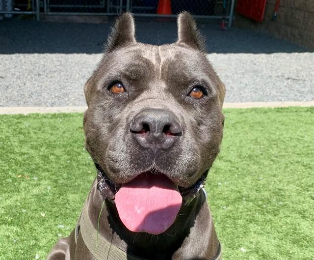 MARCY, Adoptable, Adult Female Cane Corso & Mixed Breed.