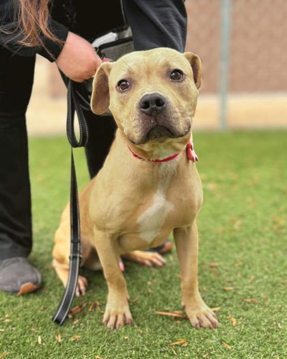 Gumdrop, Adoptable, Adult Male Terrier & Mixed Breed.