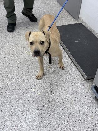 Enlarge Gumdrop, a Adoptable mixed breed in Gastonia, NC image 2/3