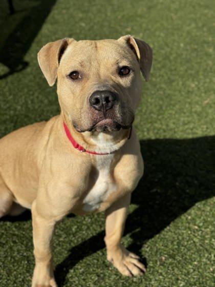 Enlarge Gumdrop, a Adoptable mixed breed in Gastonia, NC image 3/3