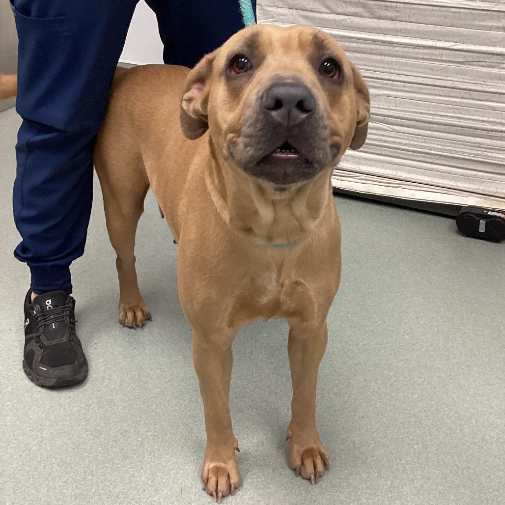 Enlarge Brown Sugar, a Adoptable mixed breed in Abilene, TX image 1/3