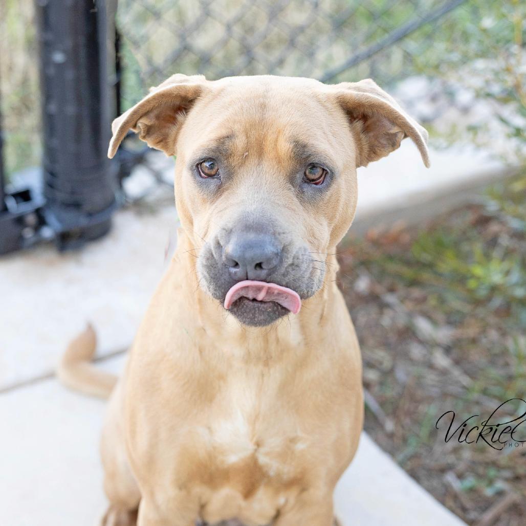 Enlarge Brown Sugar, a Adoptable mixed breed in Abilene, TX image 2/3