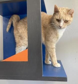 Jiggles, a Adoptable Domestic Short Hair in Montclair, NJ image 2/2