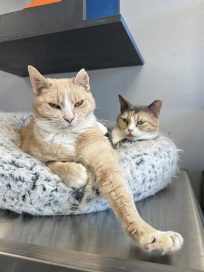 Enlarge Jiggles, a Adoptable Domestic Short Hair in Montclair, NJ image 2/3