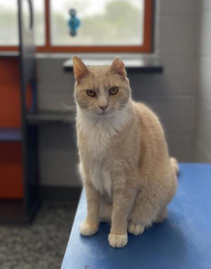 Enlarge Jiggles, a Adoptable Domestic Short Hair in Montclair, NJ image 3/3