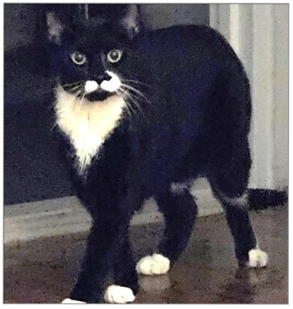 Enlarge Link, a Adoptable mixed breed in New York, NY image 3/6