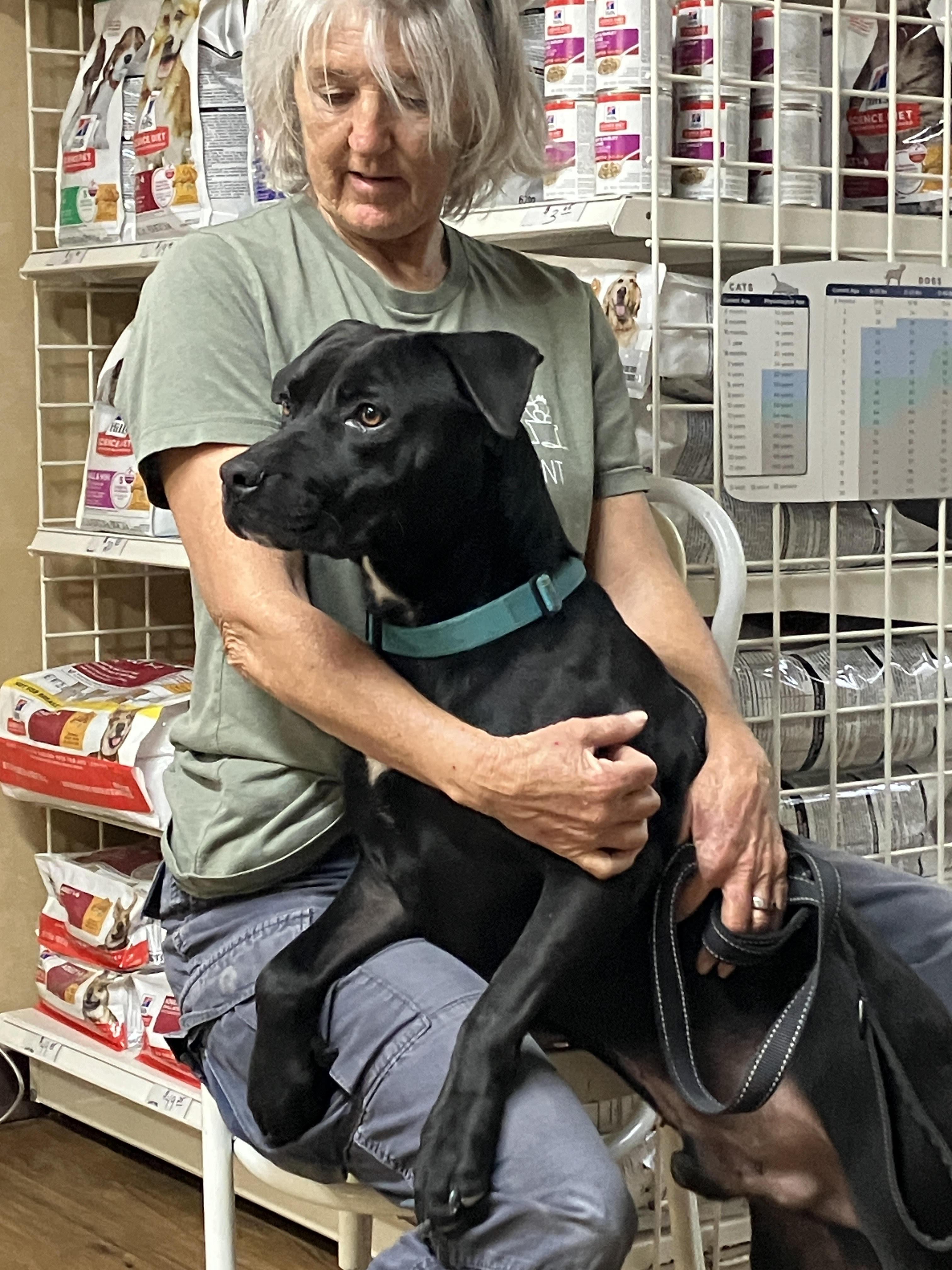 Enlarge COLE - Lively and Loveable, a Adoptable mixed breed in Dallas, TX image 2/6