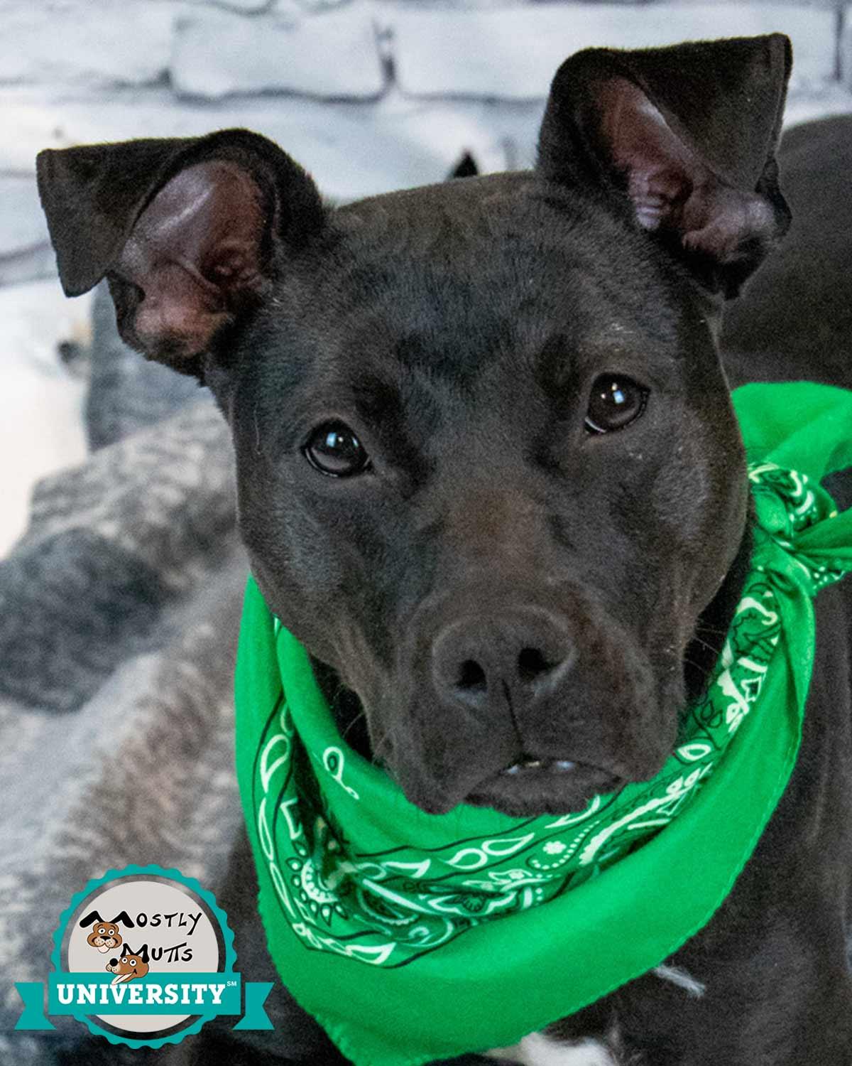 Enlarge Andie, a ADOPTABLE mixed breed in Kennesaw, GA image 1/5