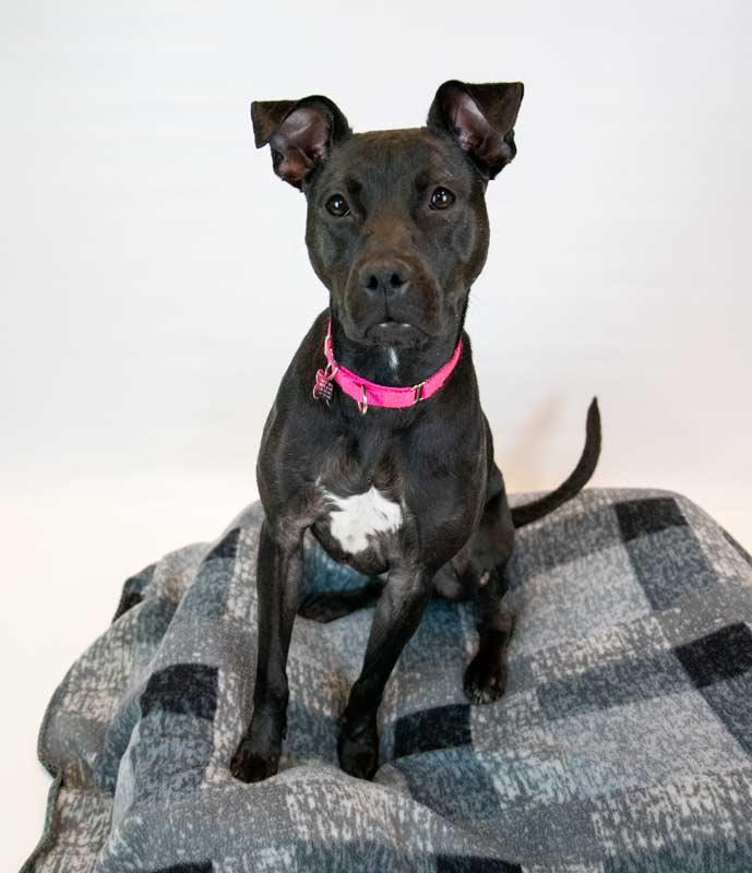 Enlarge Andie, a ADOPTABLE mixed breed in Kennesaw, GA image 3/5