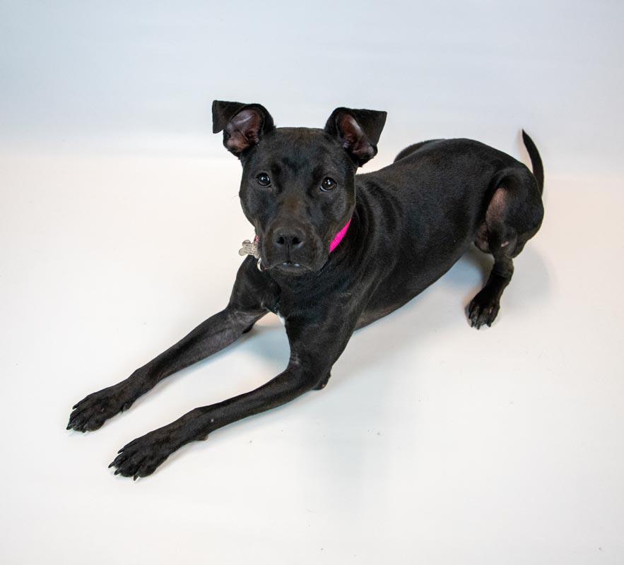 Andie — thumbnail 4