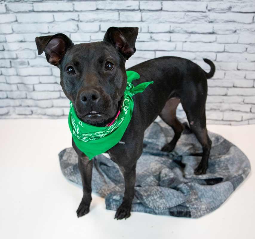 Andie — thumbnail 5