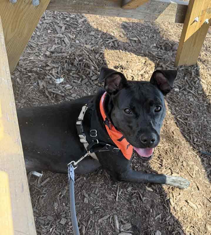 Enlarge Andie, a ADOPTABLE mixed breed in Kennesaw, GA image 4/5