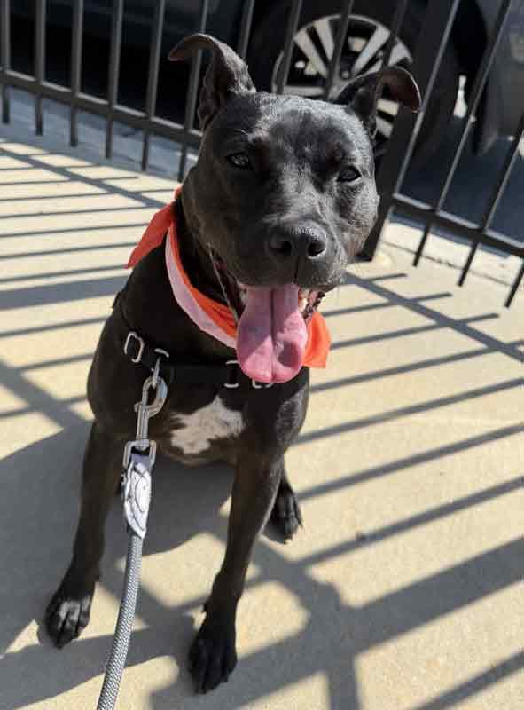 Enlarge Andie, a ADOPTABLE mixed breed in Kennesaw, GA image 5/5