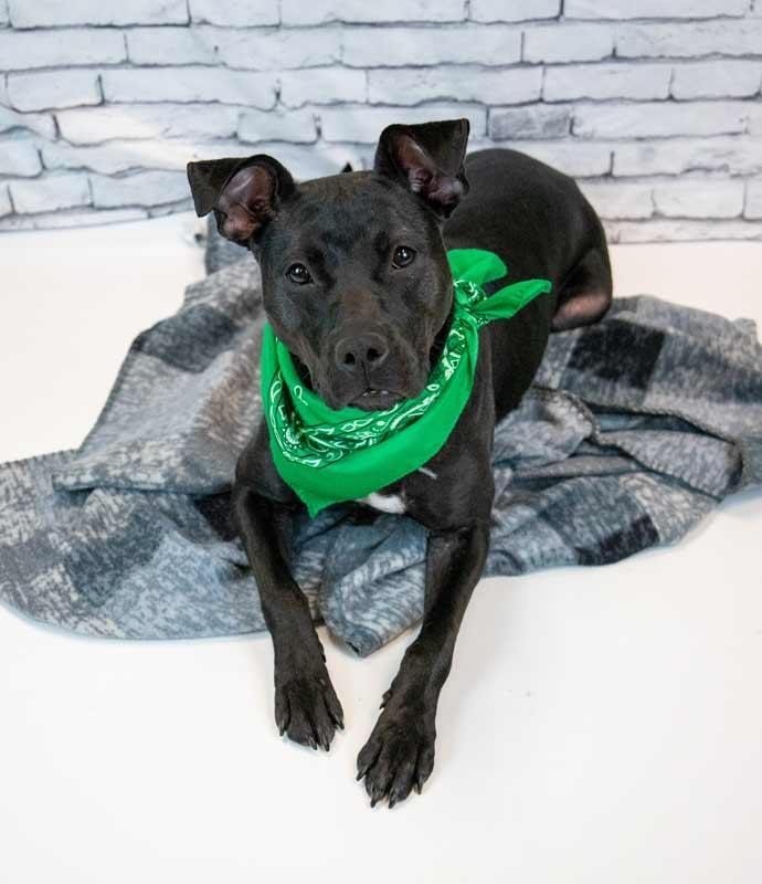 Enlarge Andie, a ADOPTABLE mixed breed in Kennesaw, GA image 2/5
