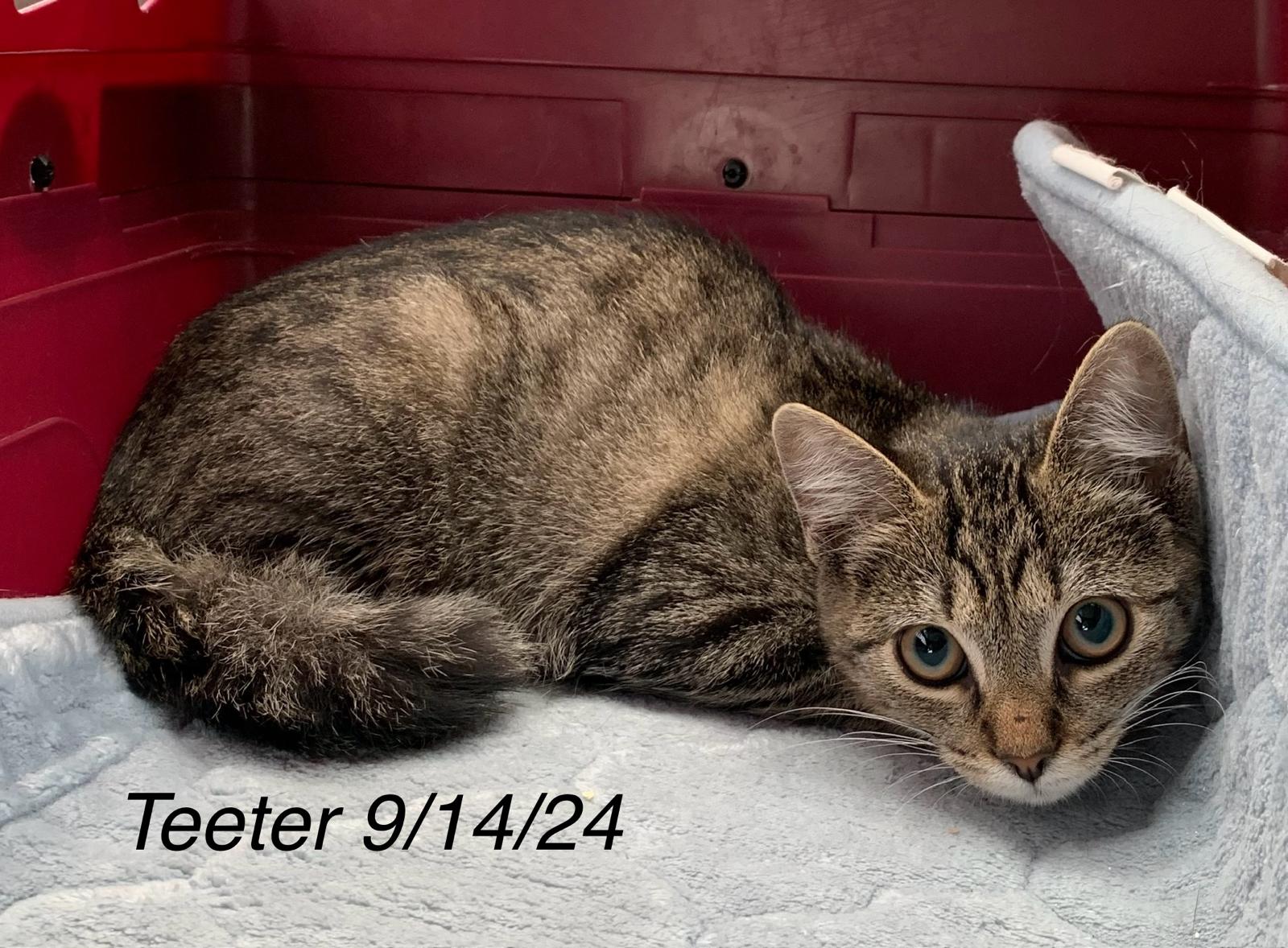 Teeter, Baby Female Tabby