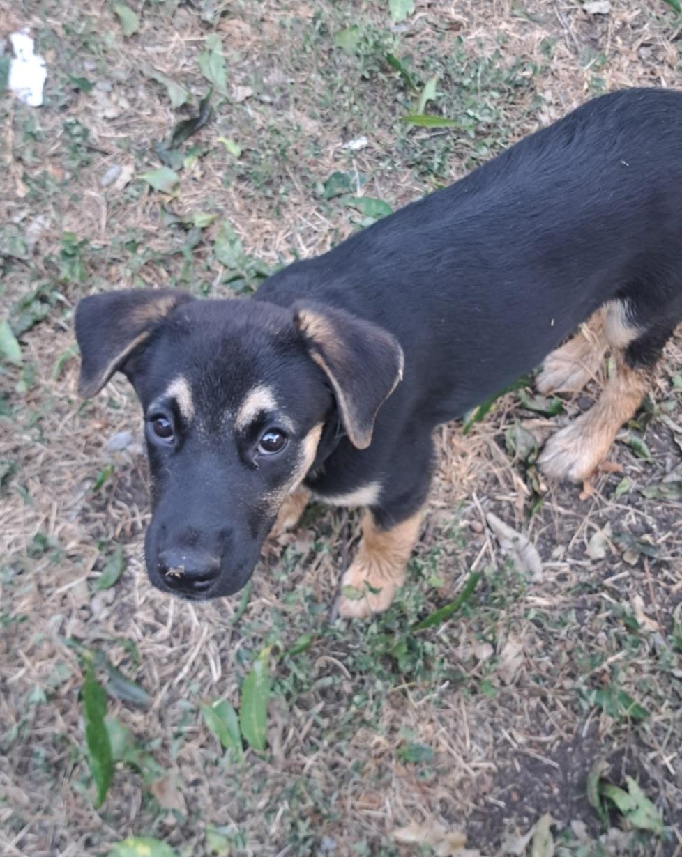Scooter, Adopted, Puppy Male German Shepherd Dog & Border Collie.