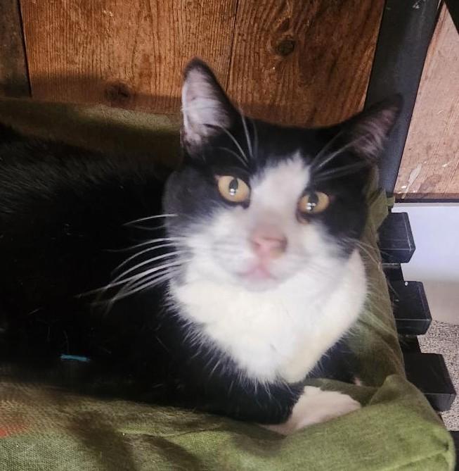 Gatty, Senior Female Tuxedo