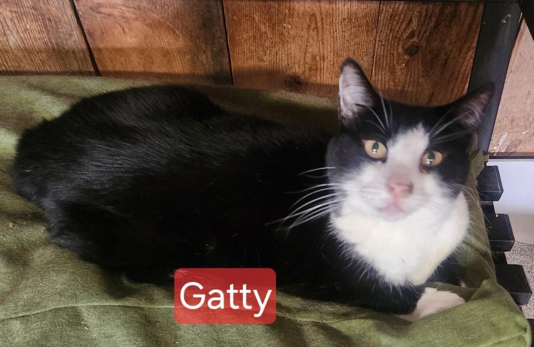 Gatty photo 2