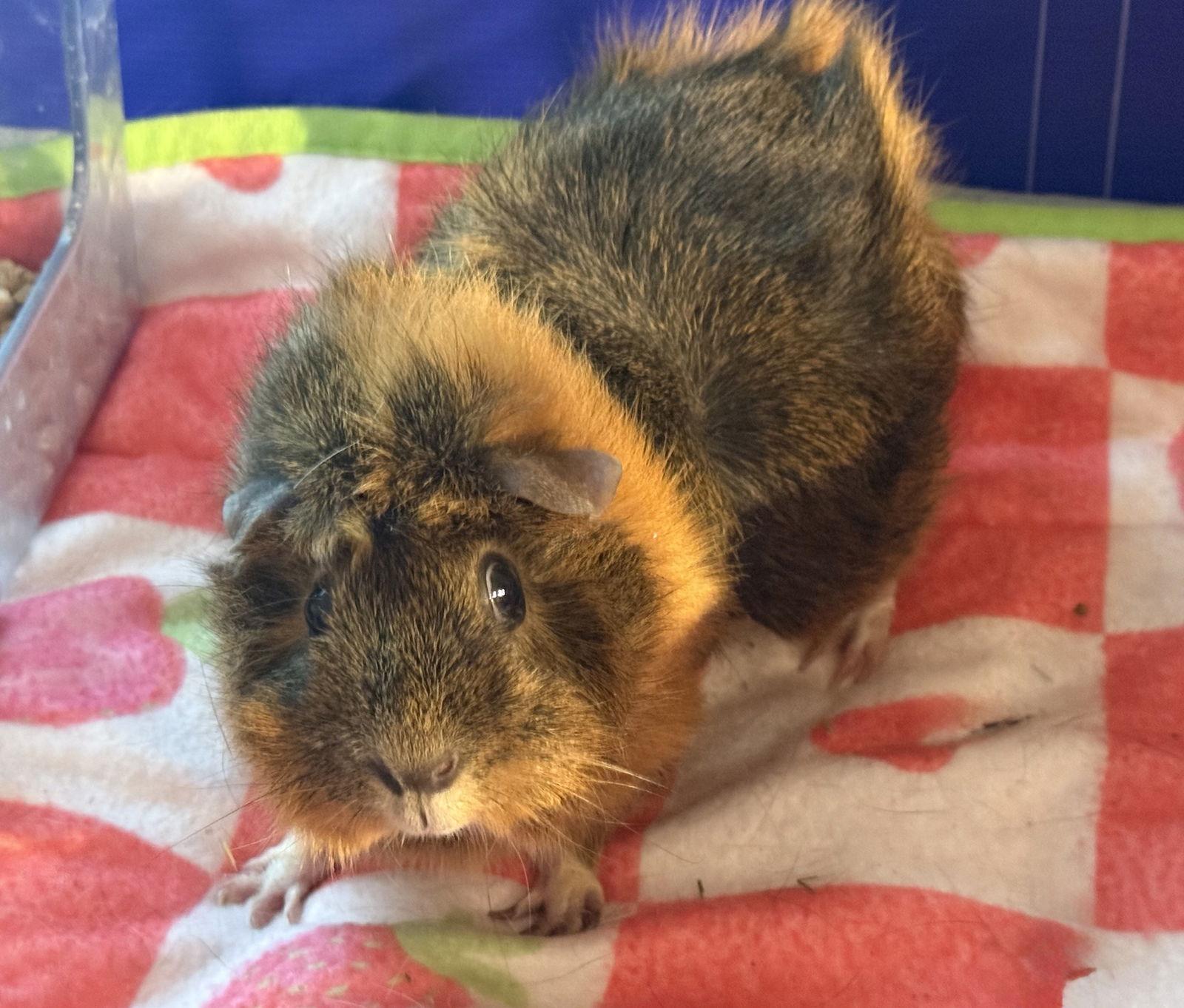 Tulip *Bonded to Violet & Iris*, Adoptable, Senior Female Guinea Pig.