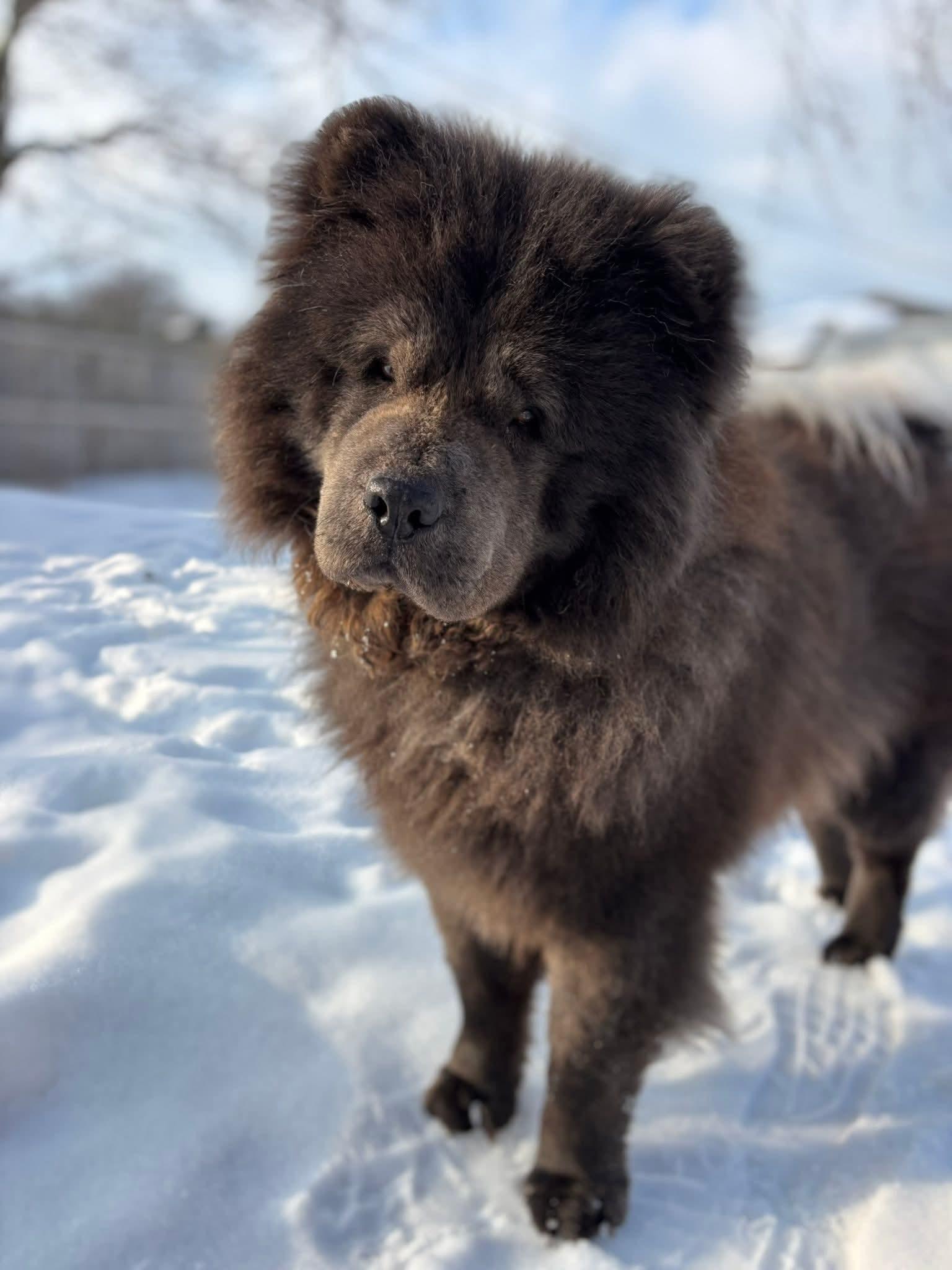 Enlarge Hope & Hugo, a ADOPTABLE Chow Chow in Brewerton, NY image 4/6