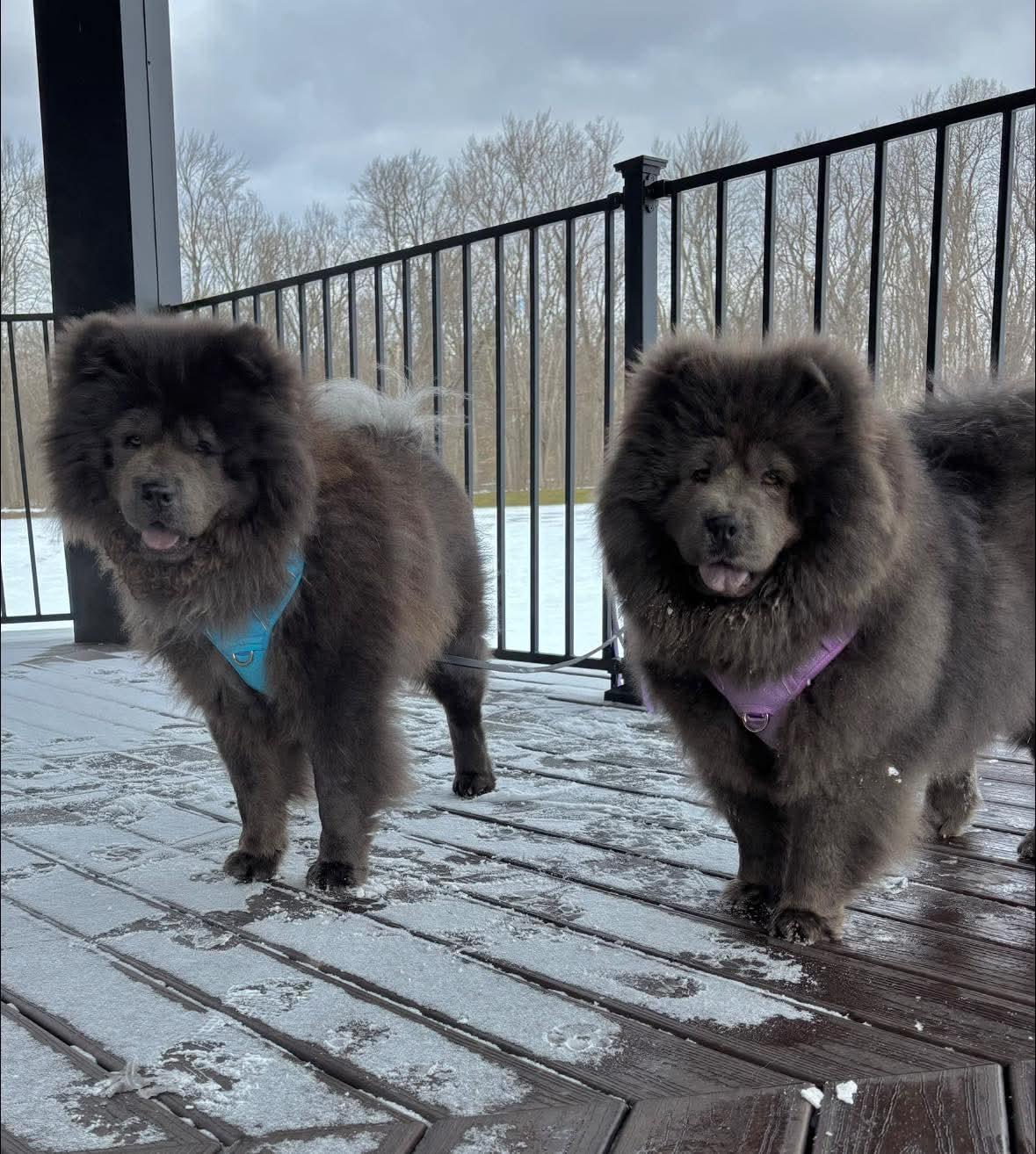 Enlarge Hope & Hugo, a ADOPTABLE Chow Chow in Brewerton, NY image 1/6