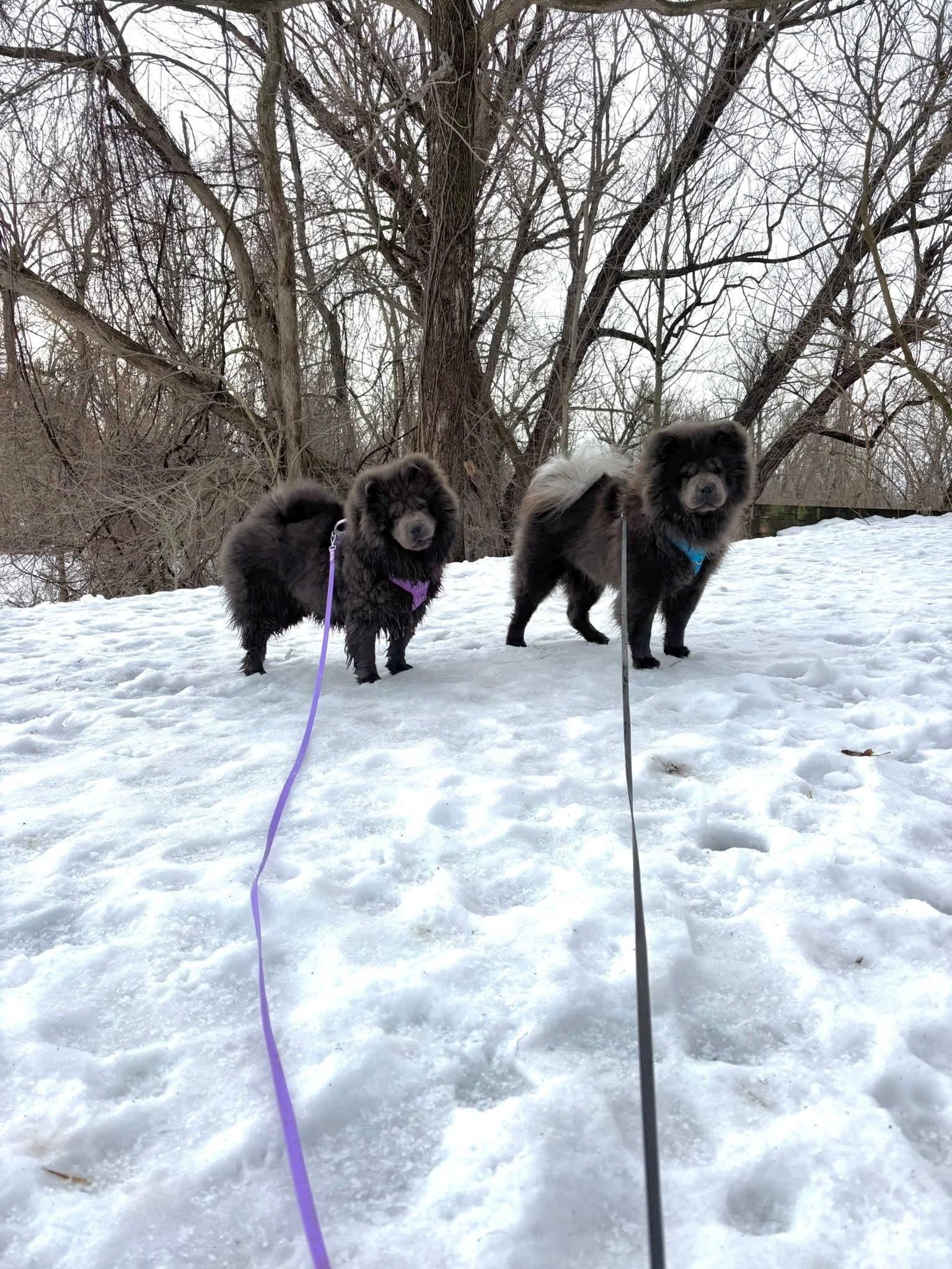 Enlarge Hope & Hugo, a ADOPTABLE Chow Chow in Brewerton, NY image 5/6