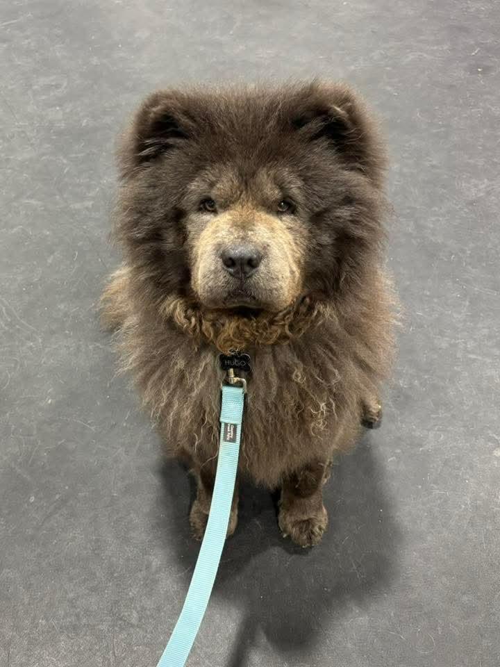 Enlarge Hope & Hugo, a ADOPTABLE Chow Chow in Brewerton, NY image 2/6