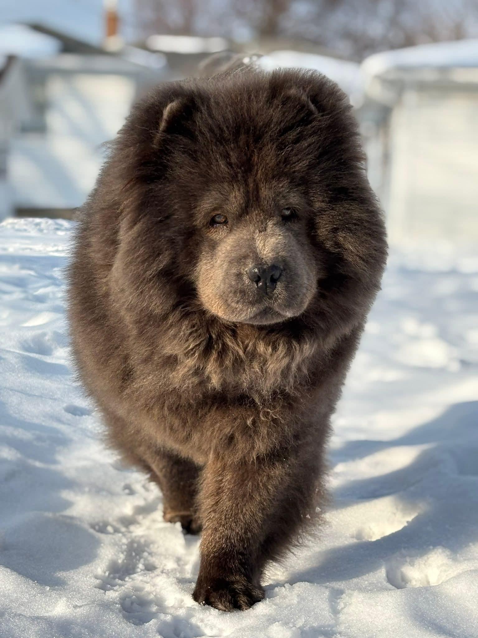 Enlarge Hope & Hugo, a ADOPTABLE Chow Chow in Brewerton, NY image 3/6