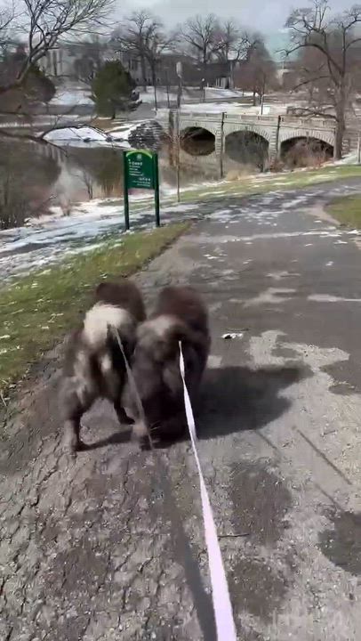 Enlarge Hope & Hugo, a ADOPTABLE Chow Chow in Brewerton, NY video 6/6