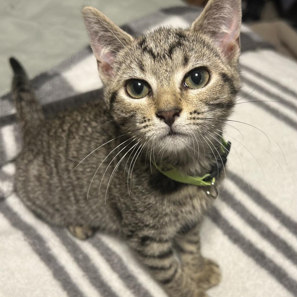 Jupiter, Adoptable, Kitten Female Domestic Short Hair.