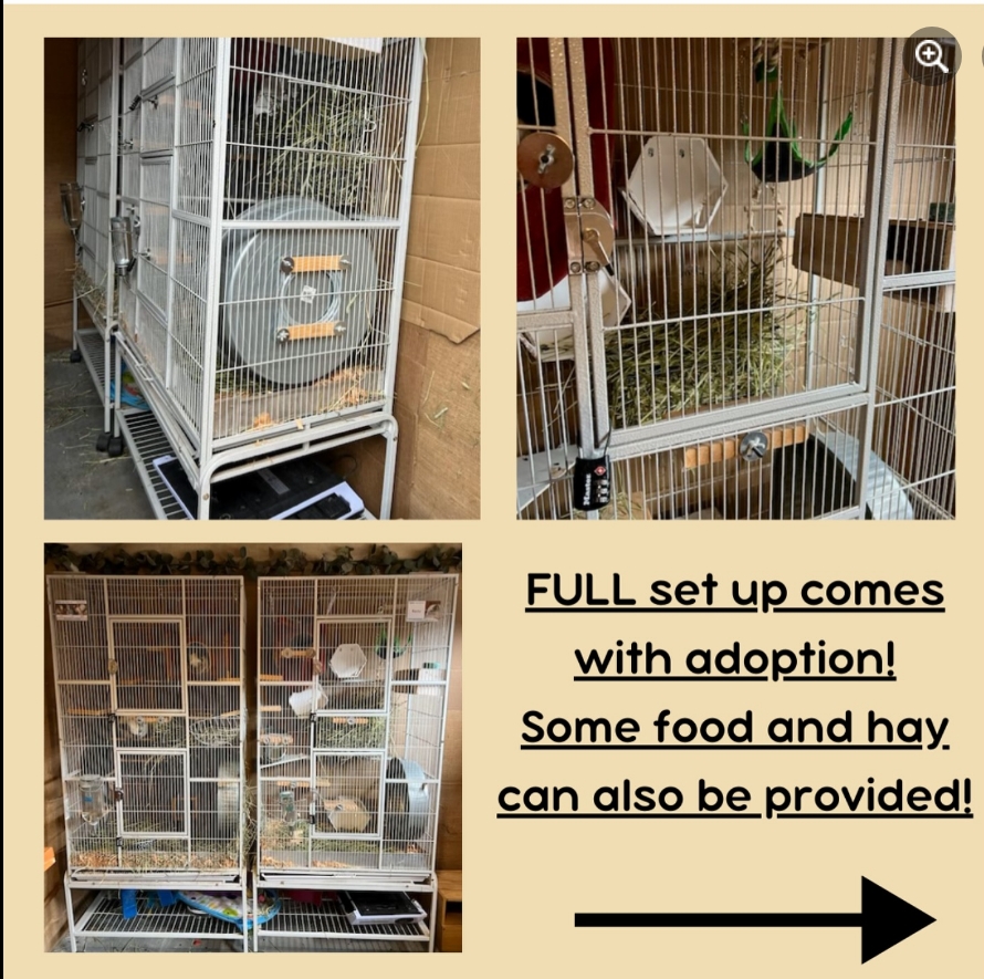 Lulu, Ezra, Opal, a Adopted Chinchilla in Sammamish, WA image 1/4