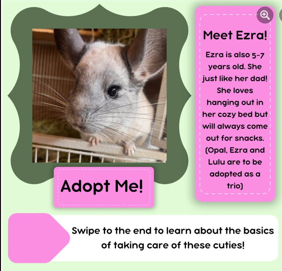 Lulu, Ezra, Opal, a Adopted Chinchilla in Sammamish, WA image 2/4