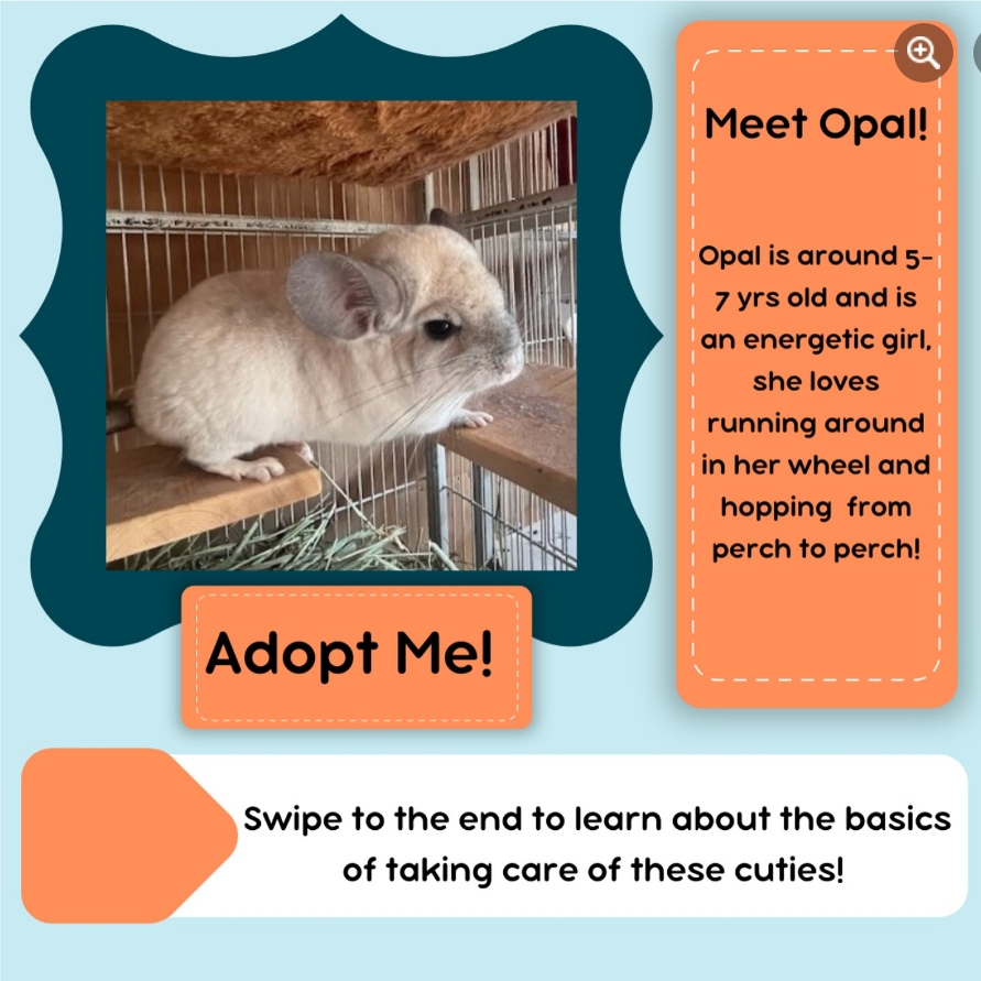 Lulu, Ezra, Opal, a Adopted Chinchilla in Sammamish, WA image 3/4