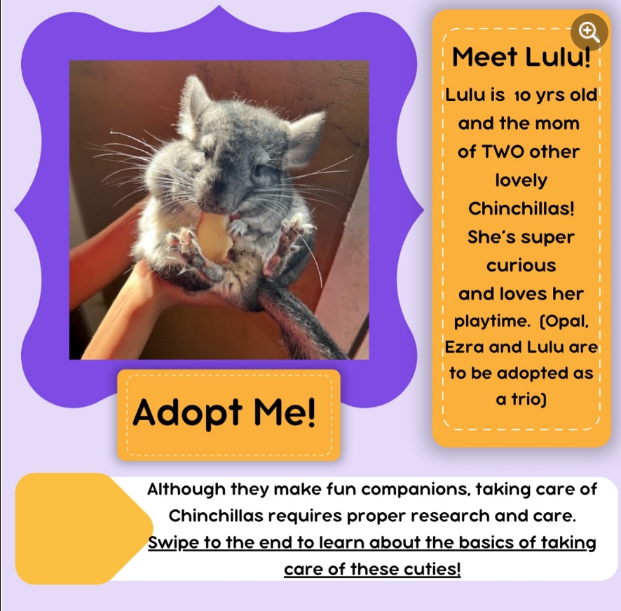 Lulu, Ezra, Opal, a Adopted Chinchilla in Sammamish, WA image 4/4