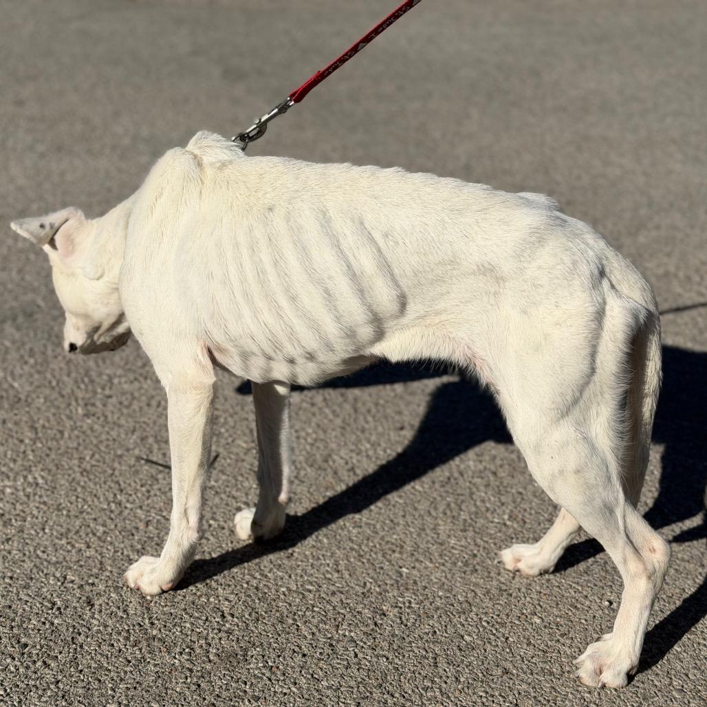 Shayla, Adoptable, Adult Female Boxer.