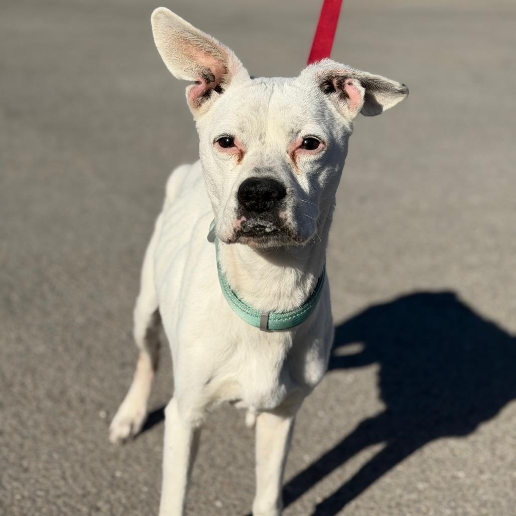 Shayla, a Adoptable Boxer in Sand Springs, OK image 2/6