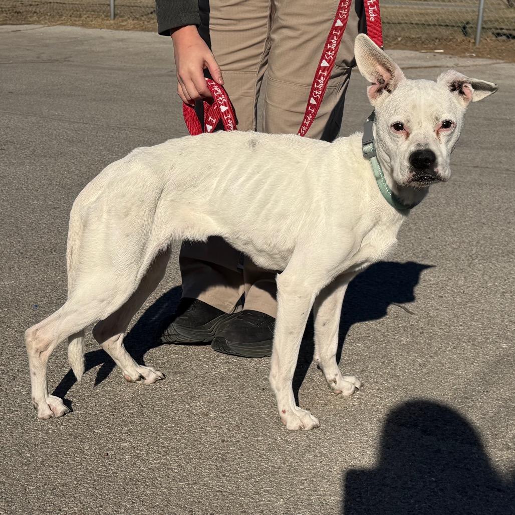 Shayla, a Adoptable Boxer in Sand Springs, OK image 3/6