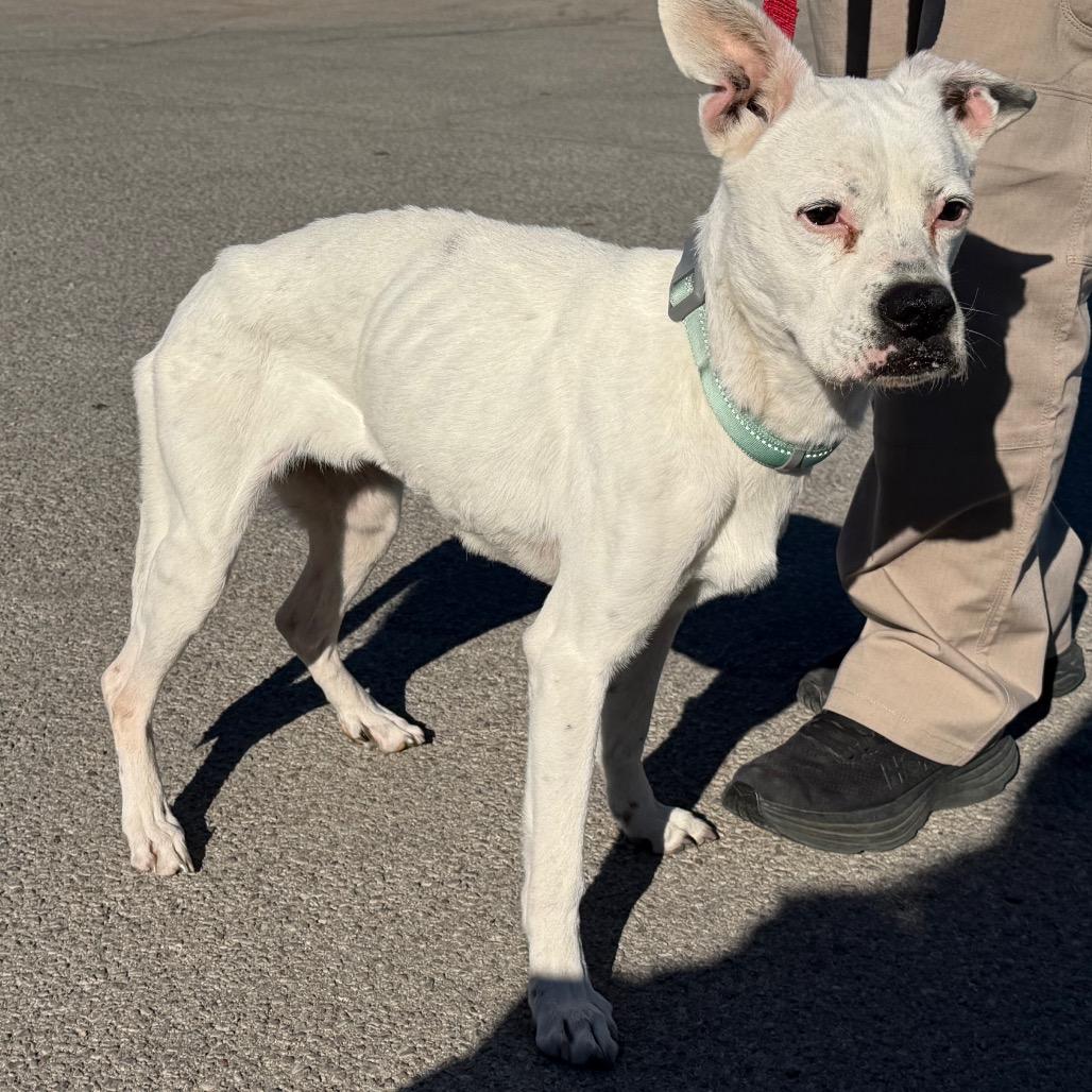 Shayla, a Adoptable Boxer in Sand Springs, OK image 4/6