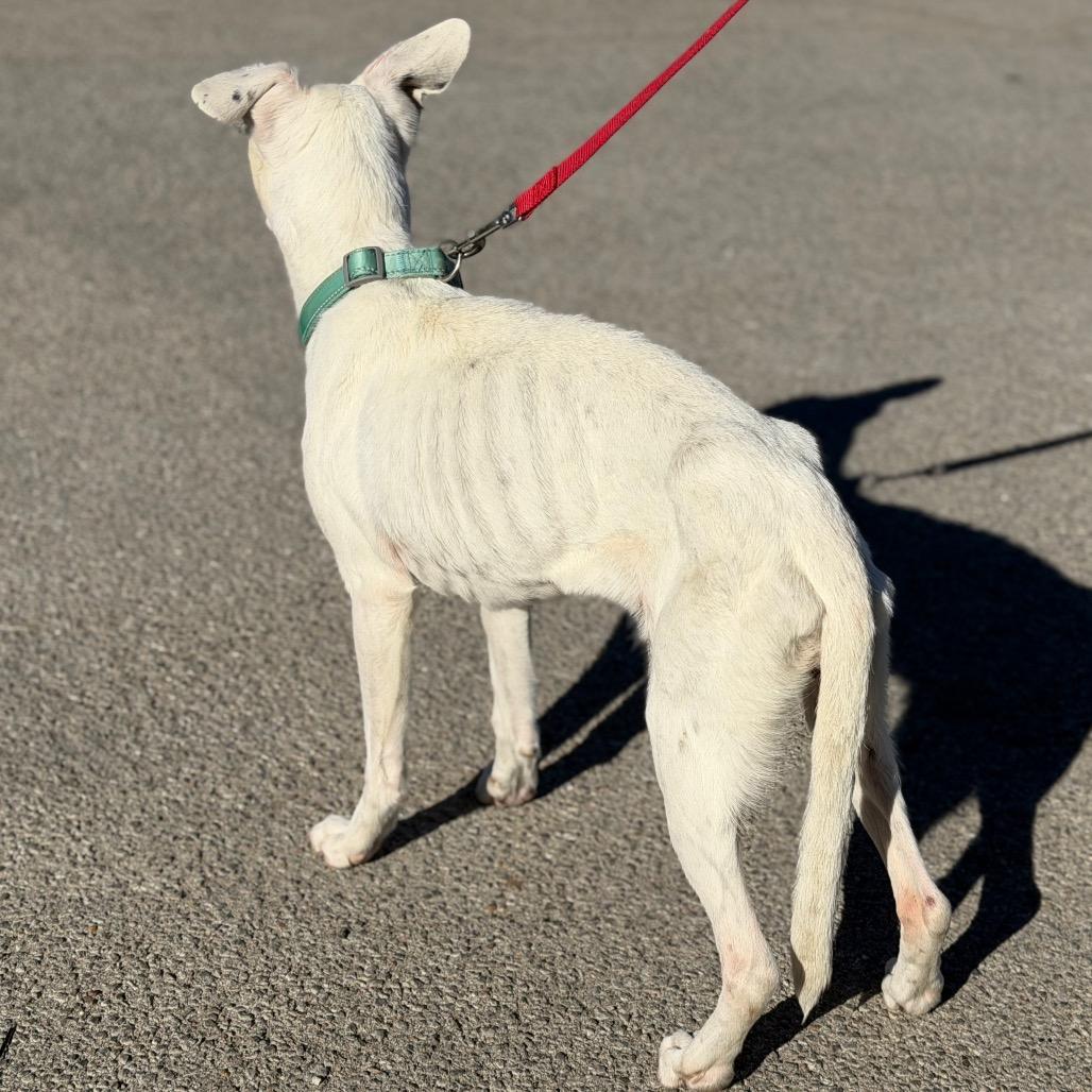 Shayla, a Adoptable Boxer in Sand Springs, OK image 5/6