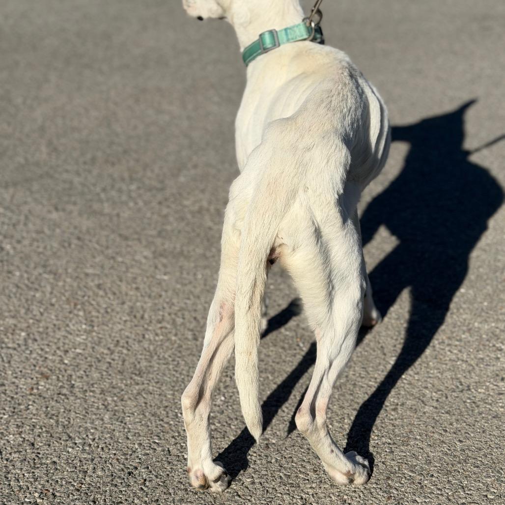 Shayla, a Adoptable Boxer in Sand Springs, OK image 6/6
