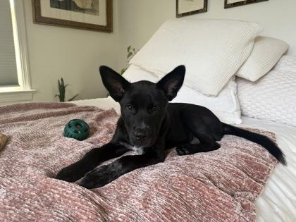 Peanut, Adoptable, Puppy Male Mixed Breed & Mixed Breed.