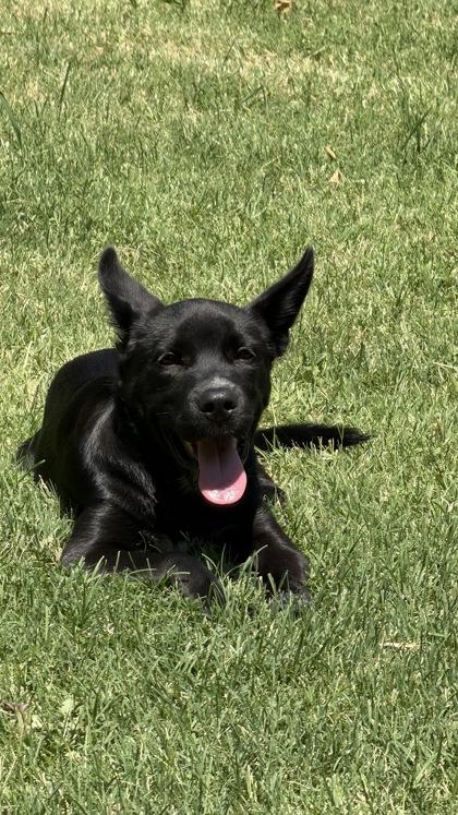 Enlarge Peanut, a Adoptable mixed breed in Oklahoma City, OK image 2/3