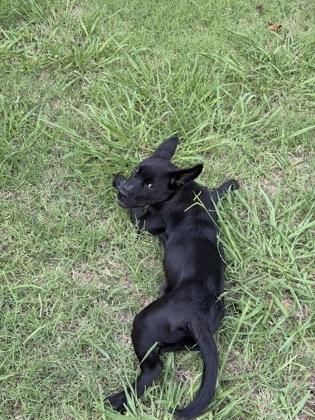 Enlarge Peanut, a Adoptable mixed breed in Oklahoma City, OK image 3/3
