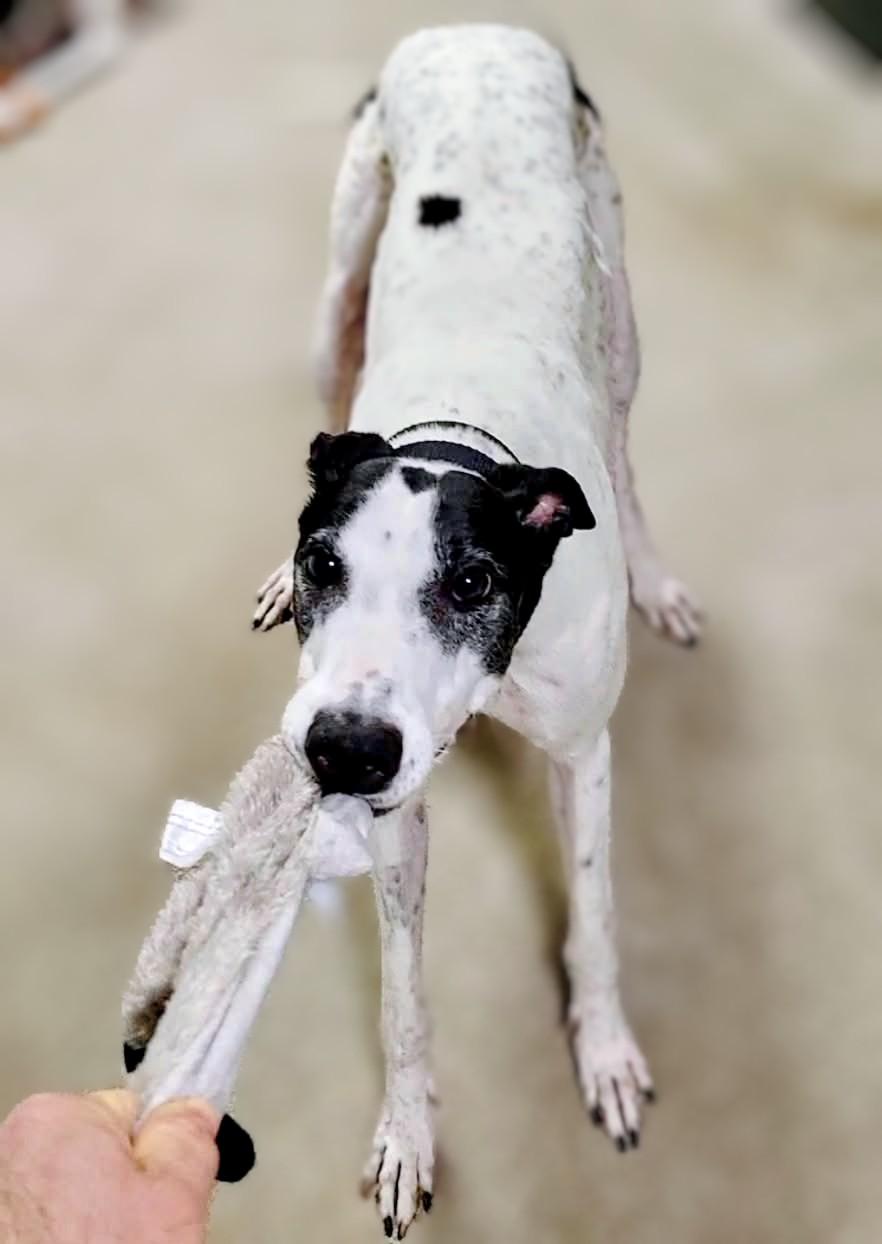 Enlarge Darcy, a Adoptable Greyhound in Seattle, WA image 2/2