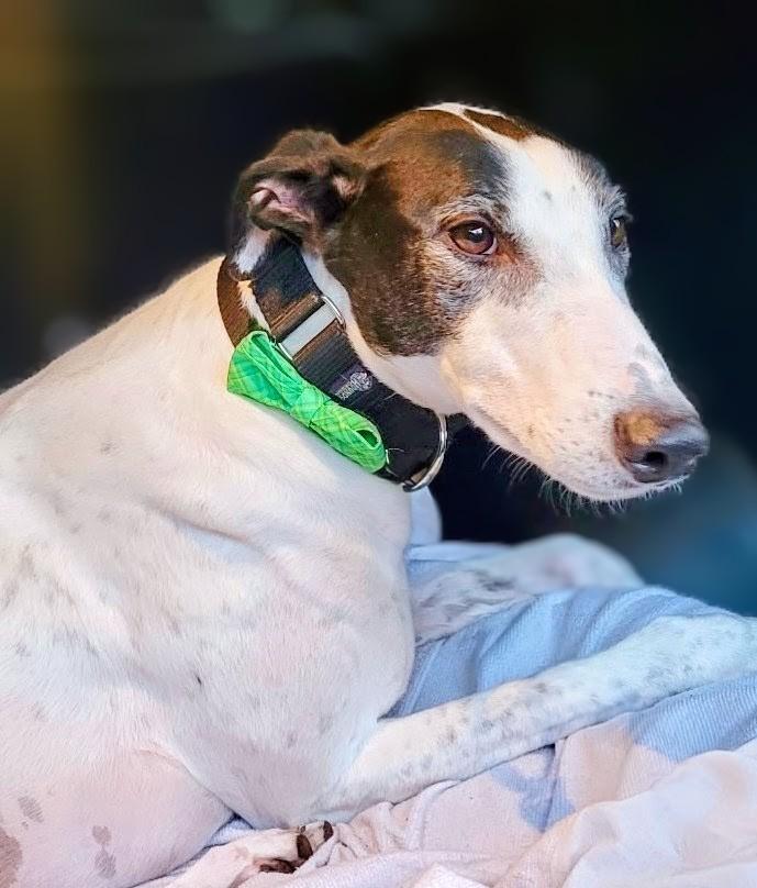Darcy, Adoptable, Adult Male Greyhound.