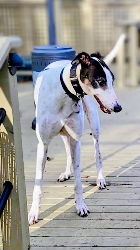 Enlarge Darcy, a Adoptable Greyhound in Seattle, WA image 2/5