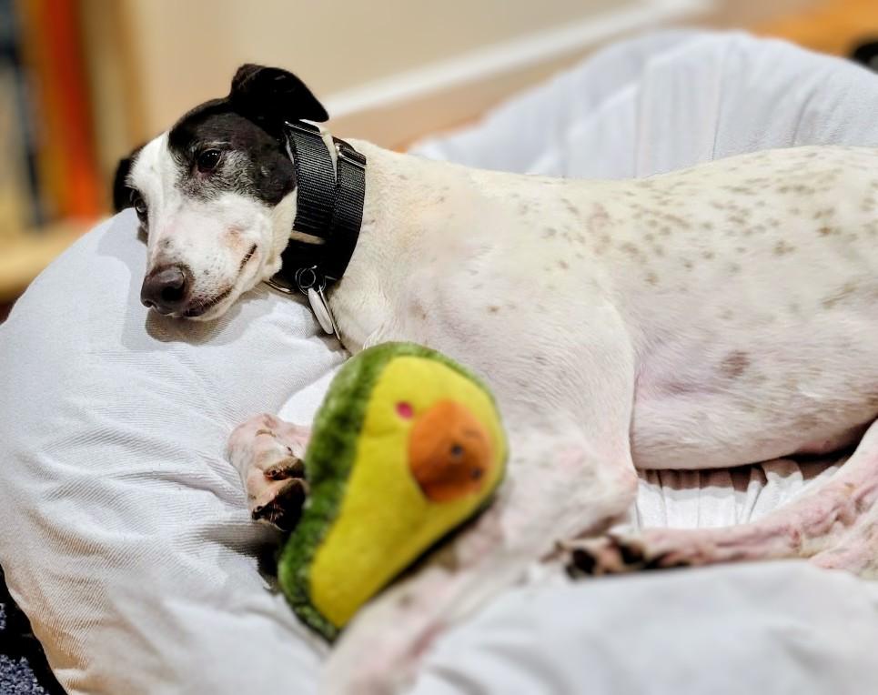 Enlarge Darcy, a Adoptable Greyhound in Seattle, WA image 4/5