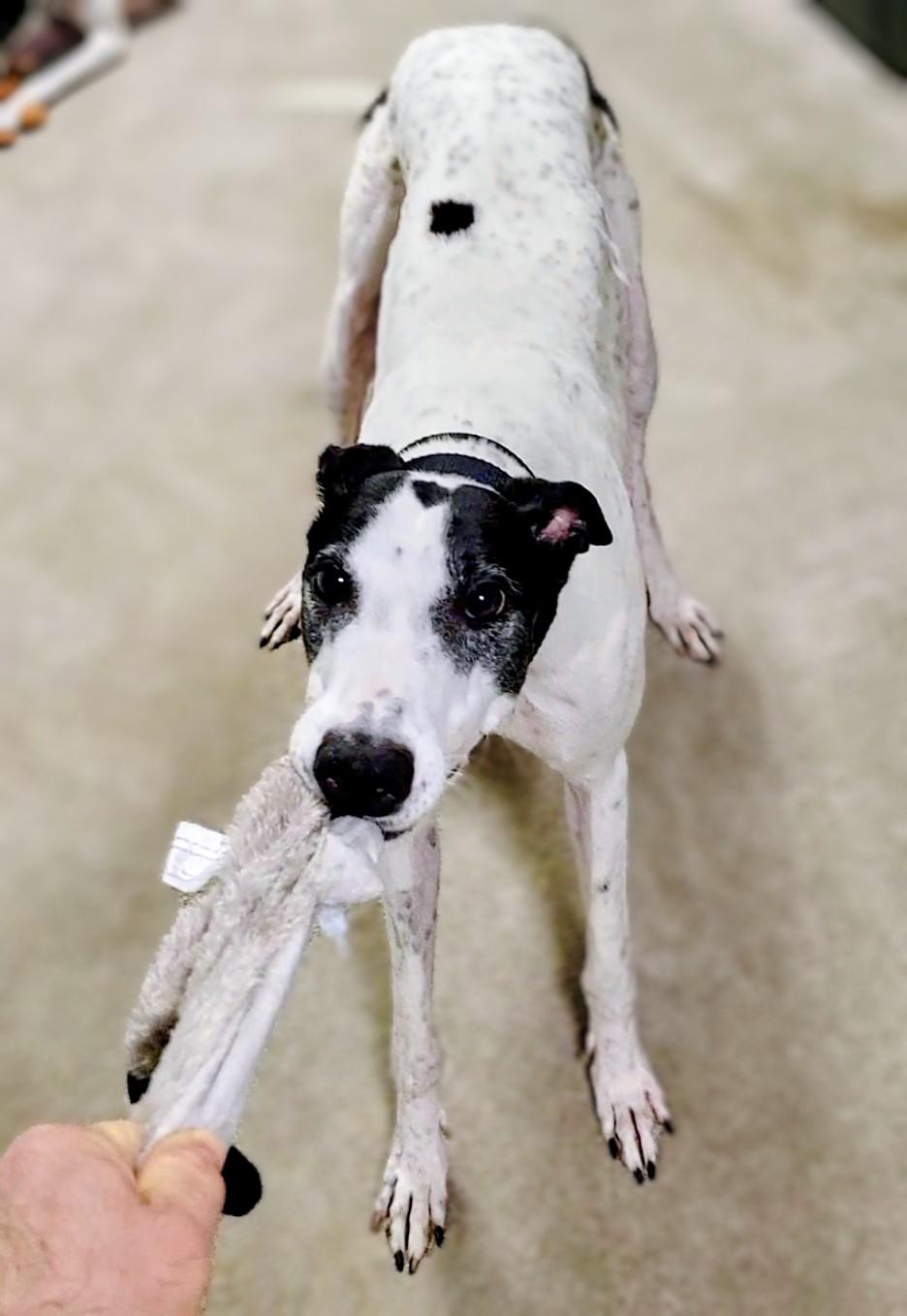 Enlarge Darcy, a Adoptable Greyhound in Seattle, WA image 5/5